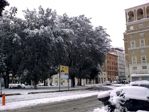 magnolia_leccio_piazzaindipendenza_roma_febbraio2012